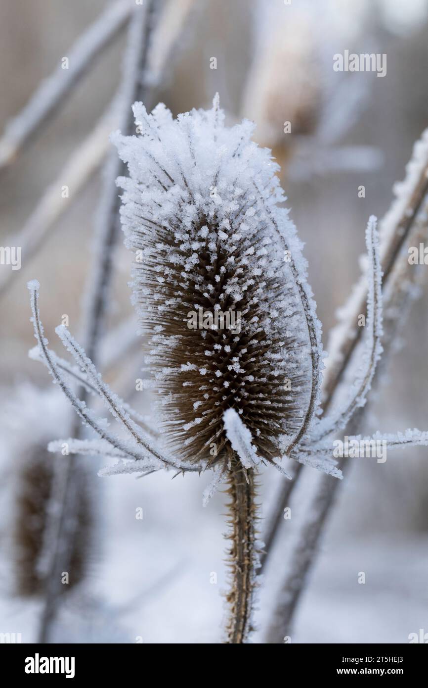 Wilde Karde, Karde, Karden, Fruchtstand im Winter bei EIS und Schnee, Dipsacus Fullonum, Dipsacus sylvestris, la tesella di Fuller, la tesella selvatica, cucchiaino, co Foto Stock