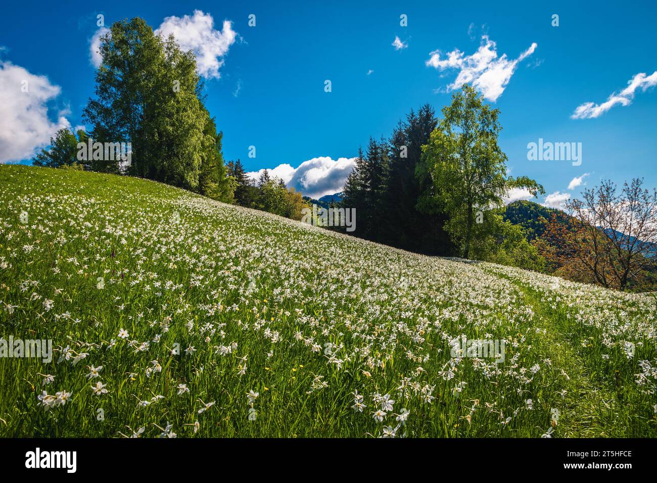 Spettacolari colline con fioriture di narcisi bianchi. Maestoso scenario stagionale fiorito con narcisi profumati sul pendio, Jesenice, Slovenia, Foto Stock