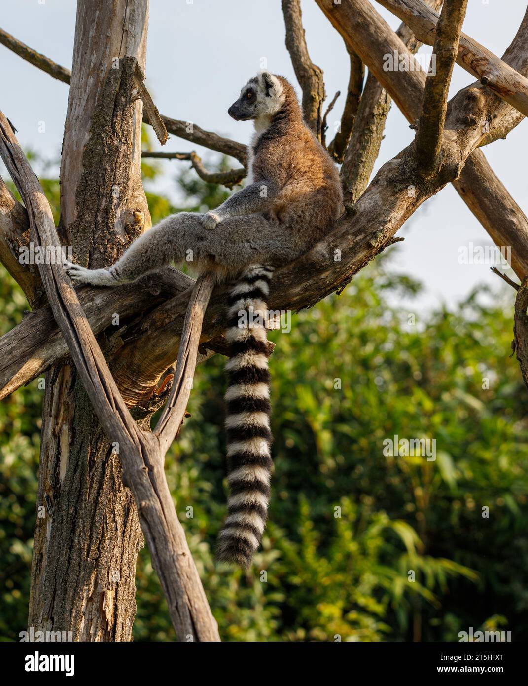Anello-tailed lemur (Lemur catta, famiglia: Lemuridae). Foto Stock