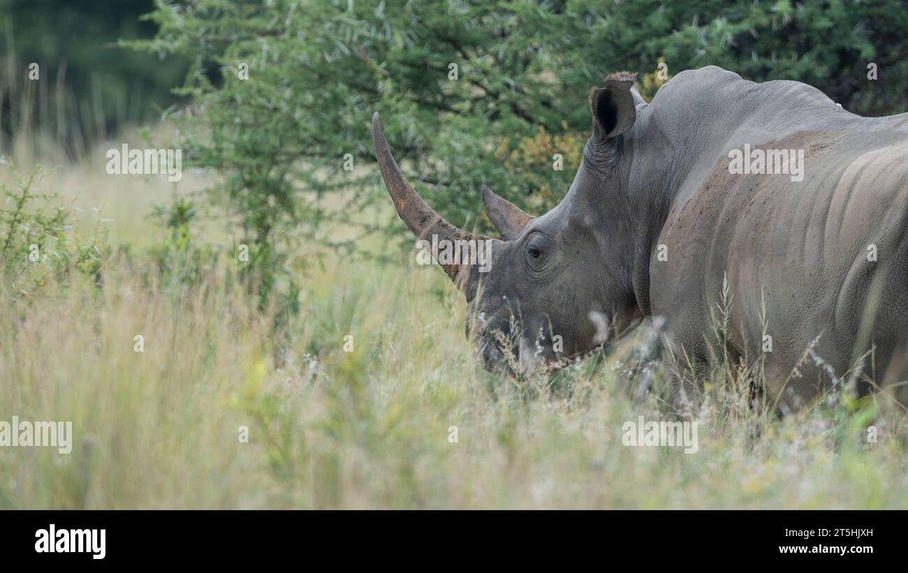 Rinoceronte bianco meridionale (Ceratotherium simum simum) prelevato in Sud Africa Foto Stock