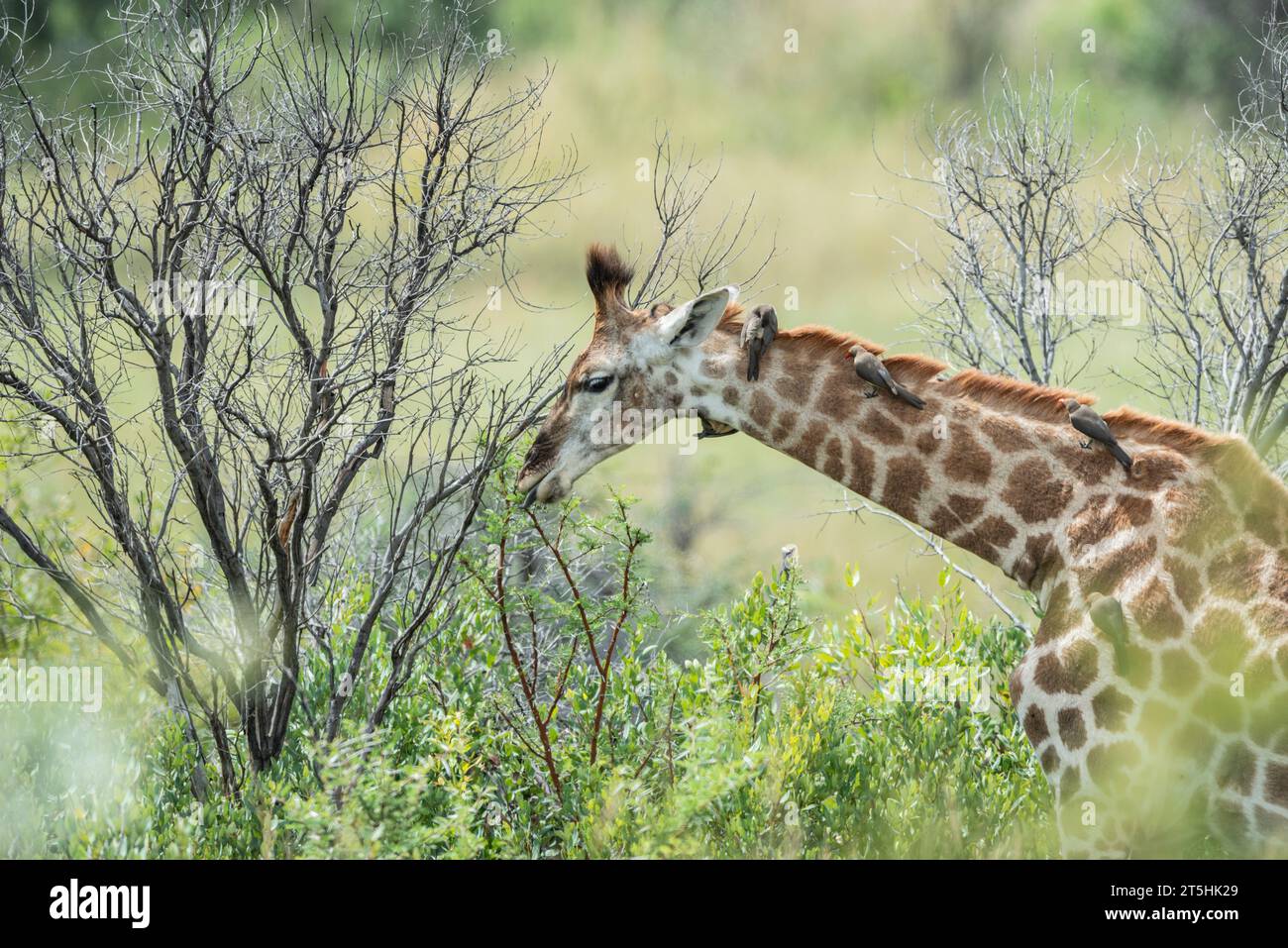 Giraffa sudafricana (Giraffa camelopardalis giraffa) Foto Stock