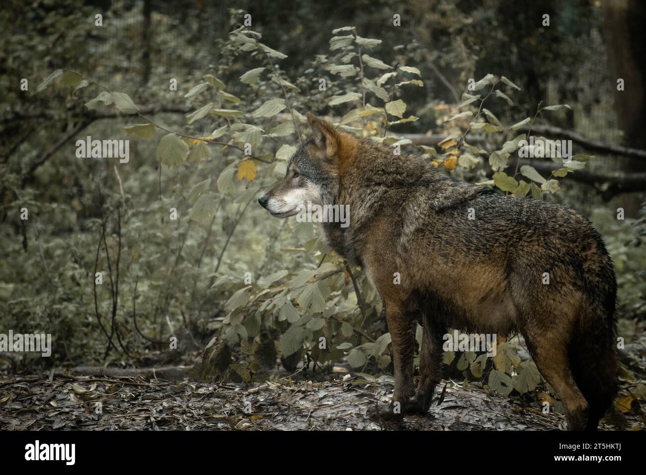 Lupo che si affaccia sul bosco pronto a cacciare Foto Stock