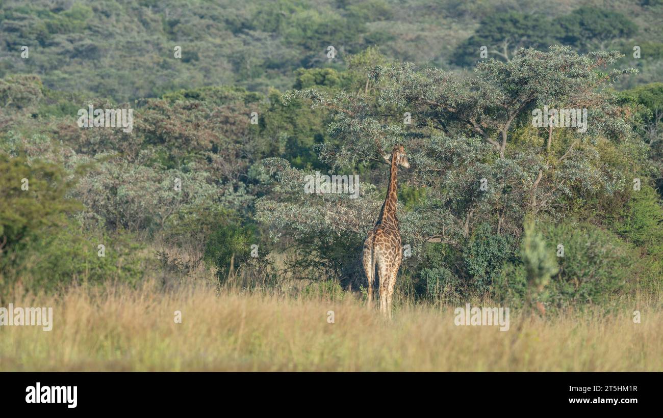 Giraffa sudafricana (Giraffa camelopardalis giraffa) Foto Stock