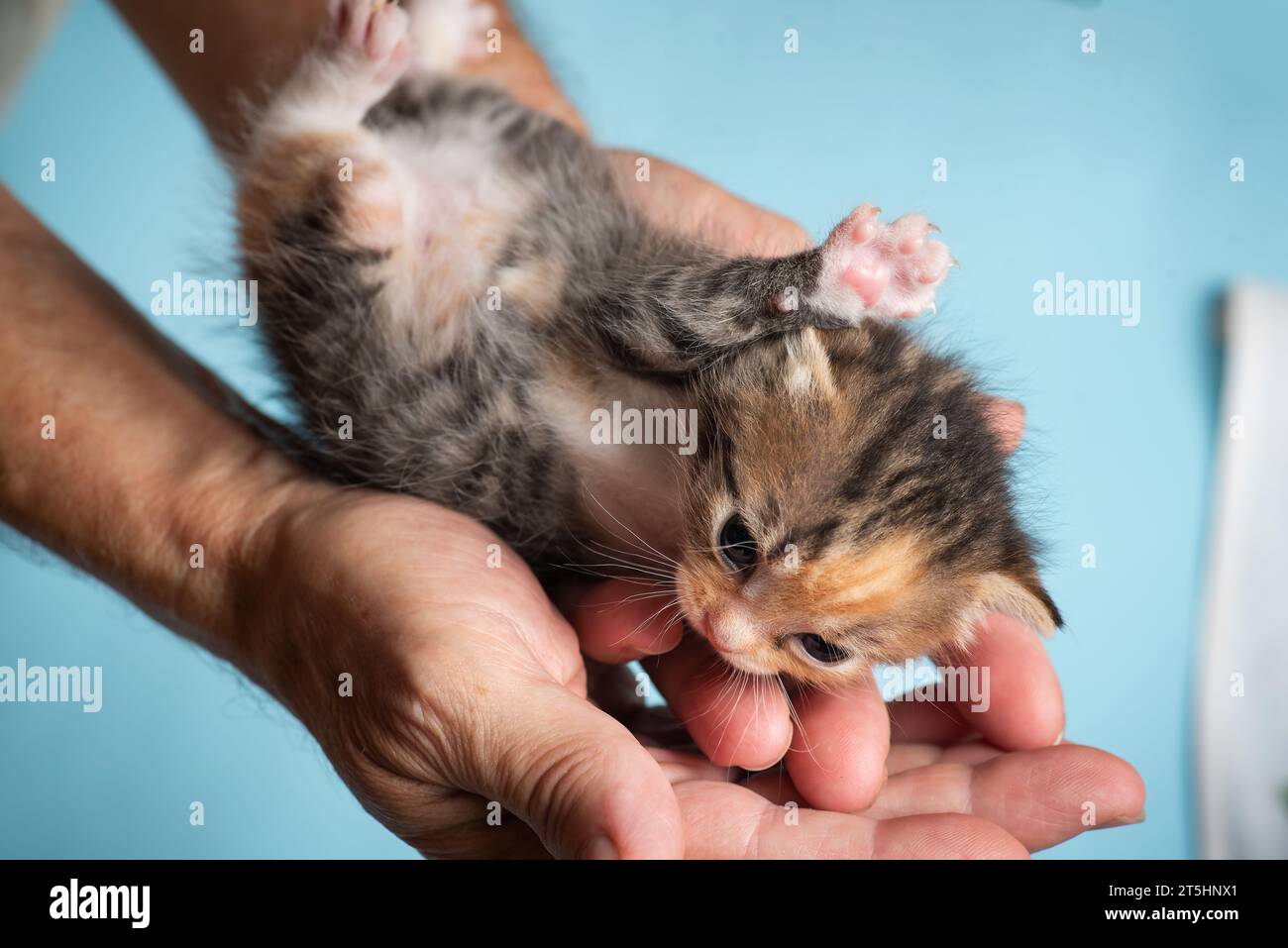Fragile gattino colorato appena nato in mano a un uomo Foto Stock