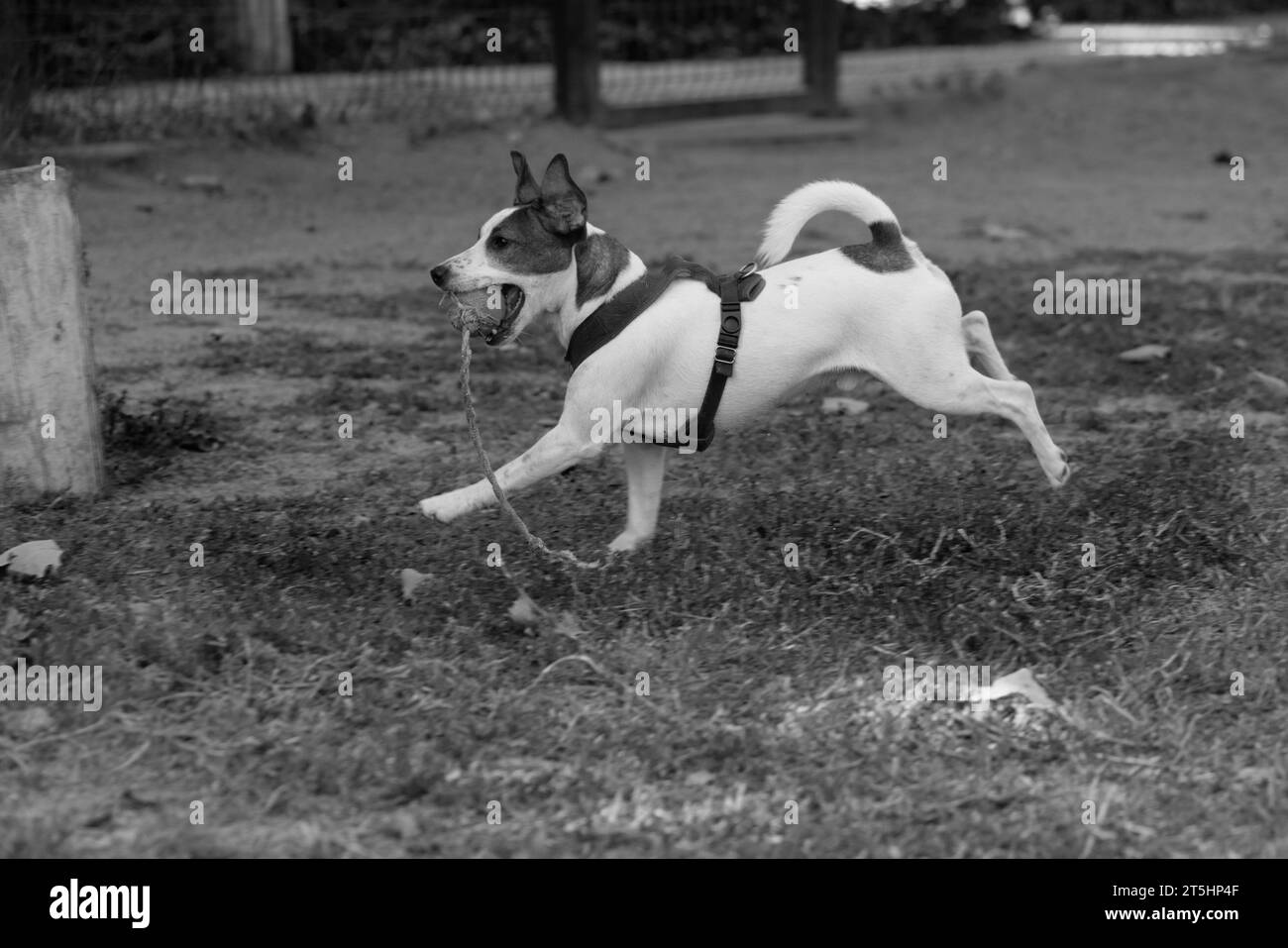 Ritratto di un Jack Russell Terrier all'aperto. Felice cane Jack Russell che gioca nel parco. Simpatico e agile cane attivo che cammina sull'erba verde nel parco su una Foto Stock