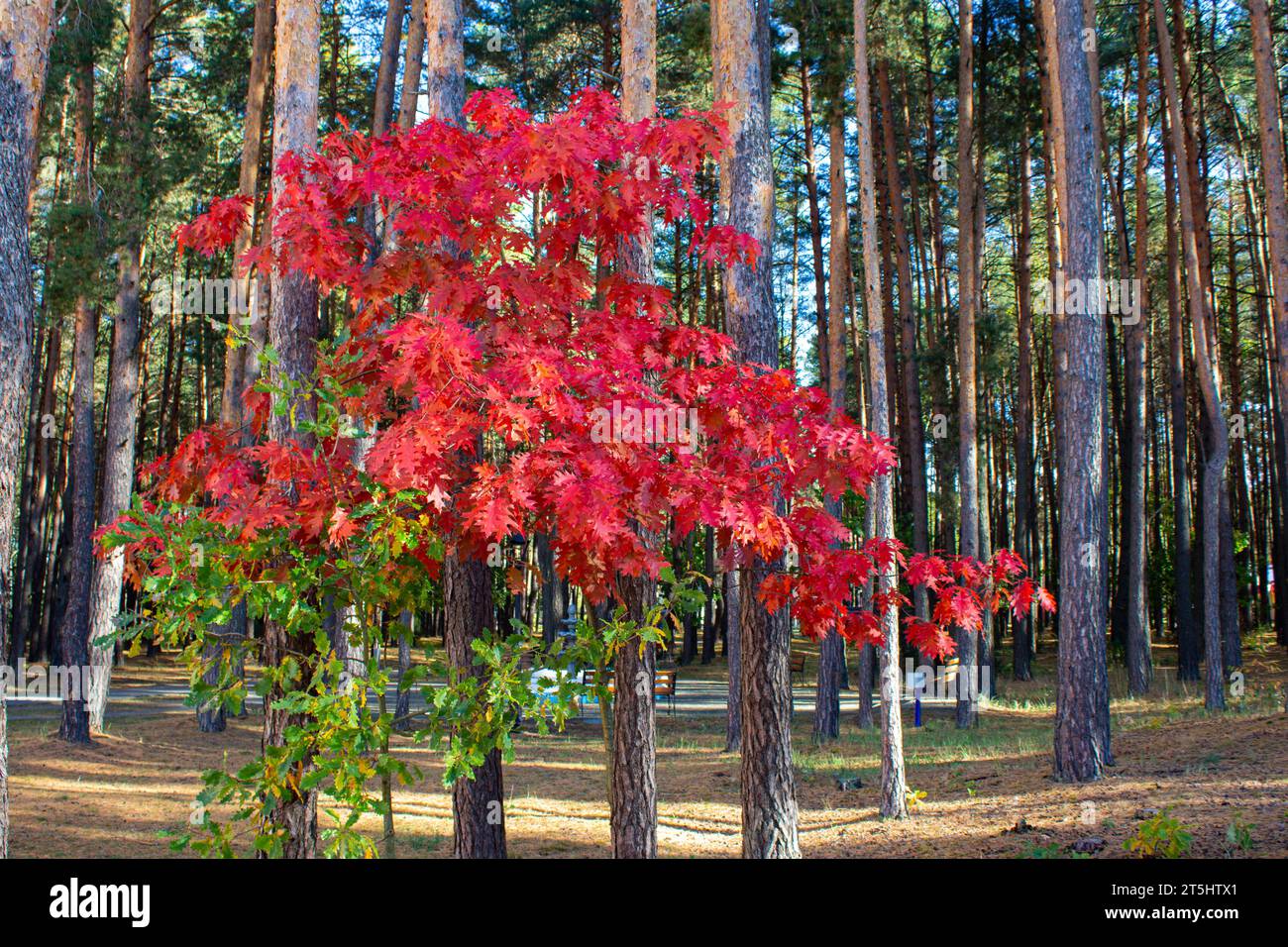 Parco cittadino in autunno. Fogliame autunnale brillante, tronchi d'albero, giornata di sole. Paesaggio autunnale. Foto Stock