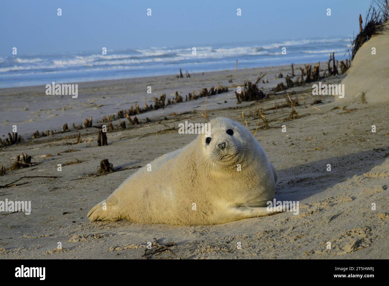 Foca bianca grigia sulla spiaggia nell'inverno 2016 sull'isola Frisia orientale di Juist, Germania Foto Stock