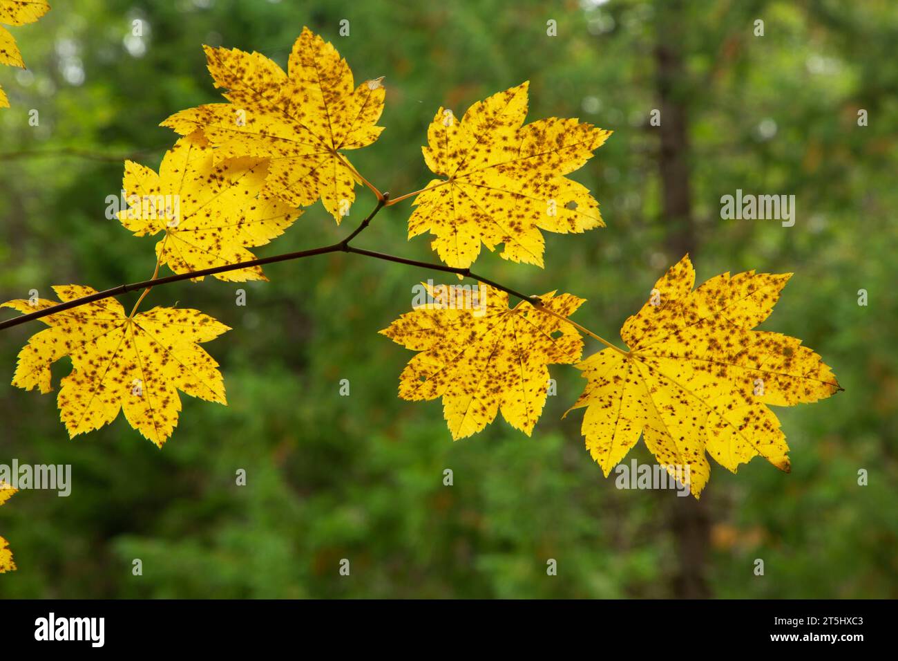 Foglie di acero della vite (Acer circinatum), Willamette National Forest, West Cascades Scenic Byway, Oregon Foto Stock