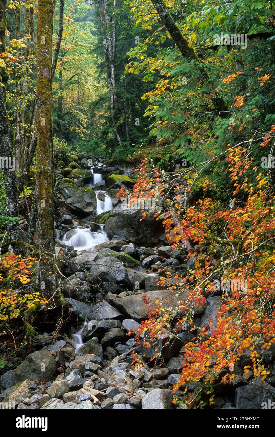 Acero autunnale di creek, Ross Lake National Recreation area, Washington Foto Stock