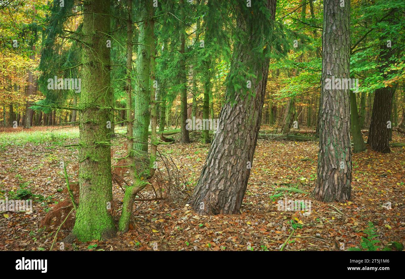 Alberi in una foresta profonda in autunno, concentrazione selettiva. Foto Stock