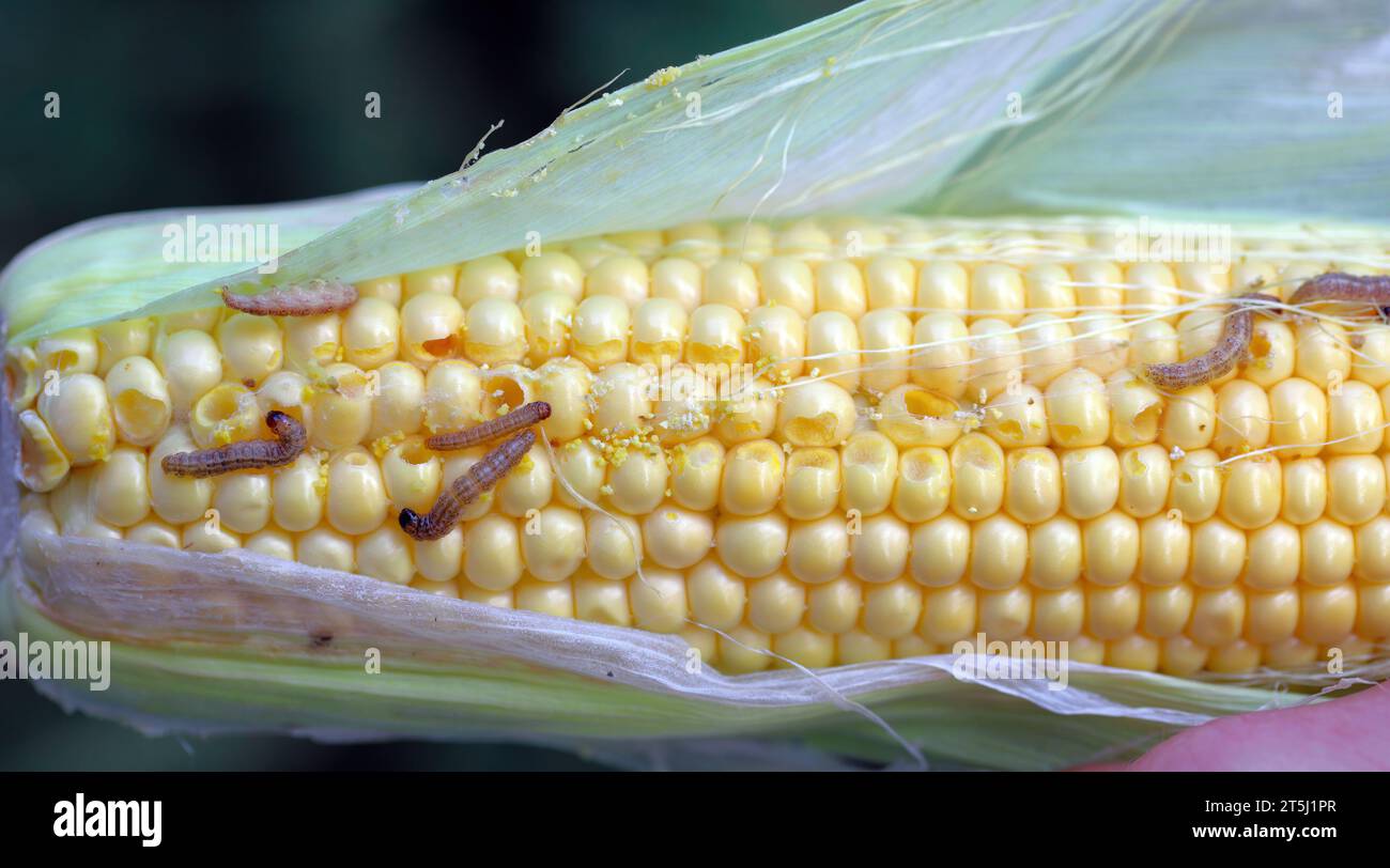 Mais, pannocchie di mais danneggiati dalla larva, bruco di mais europeo (Ostrinia nubilalis). È uno dei più importanti parassiti del mais. Foto Stock