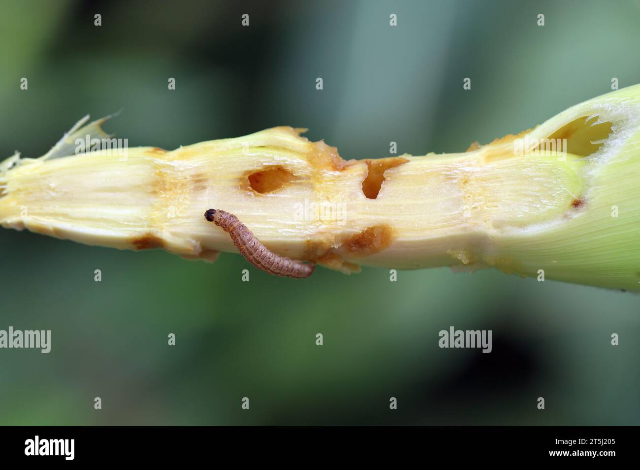 Caterpillar della trivella o della trivella del mais europea o della trivella o ad alto volantino (Ostrinia nubilalis) su pannocchie di mais. È una falena della famiglia Crambidae. Foto Stock