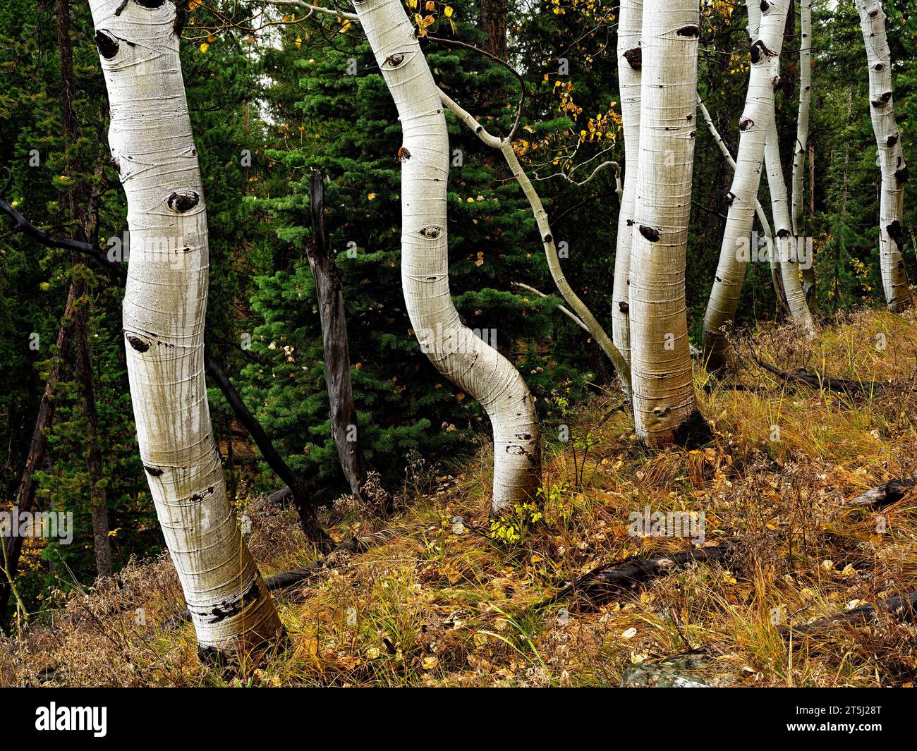 Foresta di Aspen con alberi dalla forma insolita sotto la pioggia Foto Stock