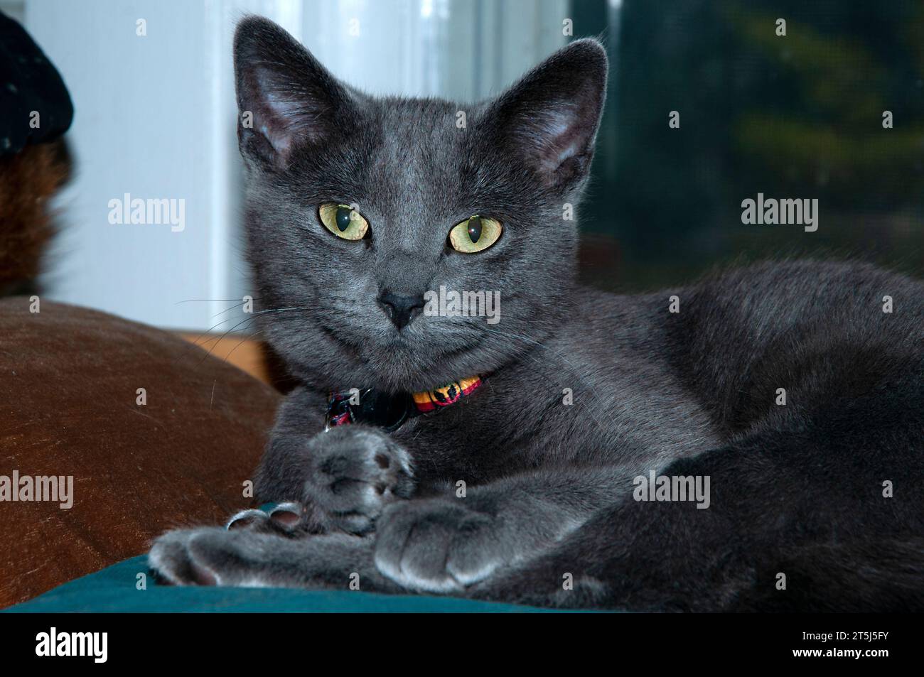 Russian Blue Kitty che fissa la fotocamera. Foto Stock