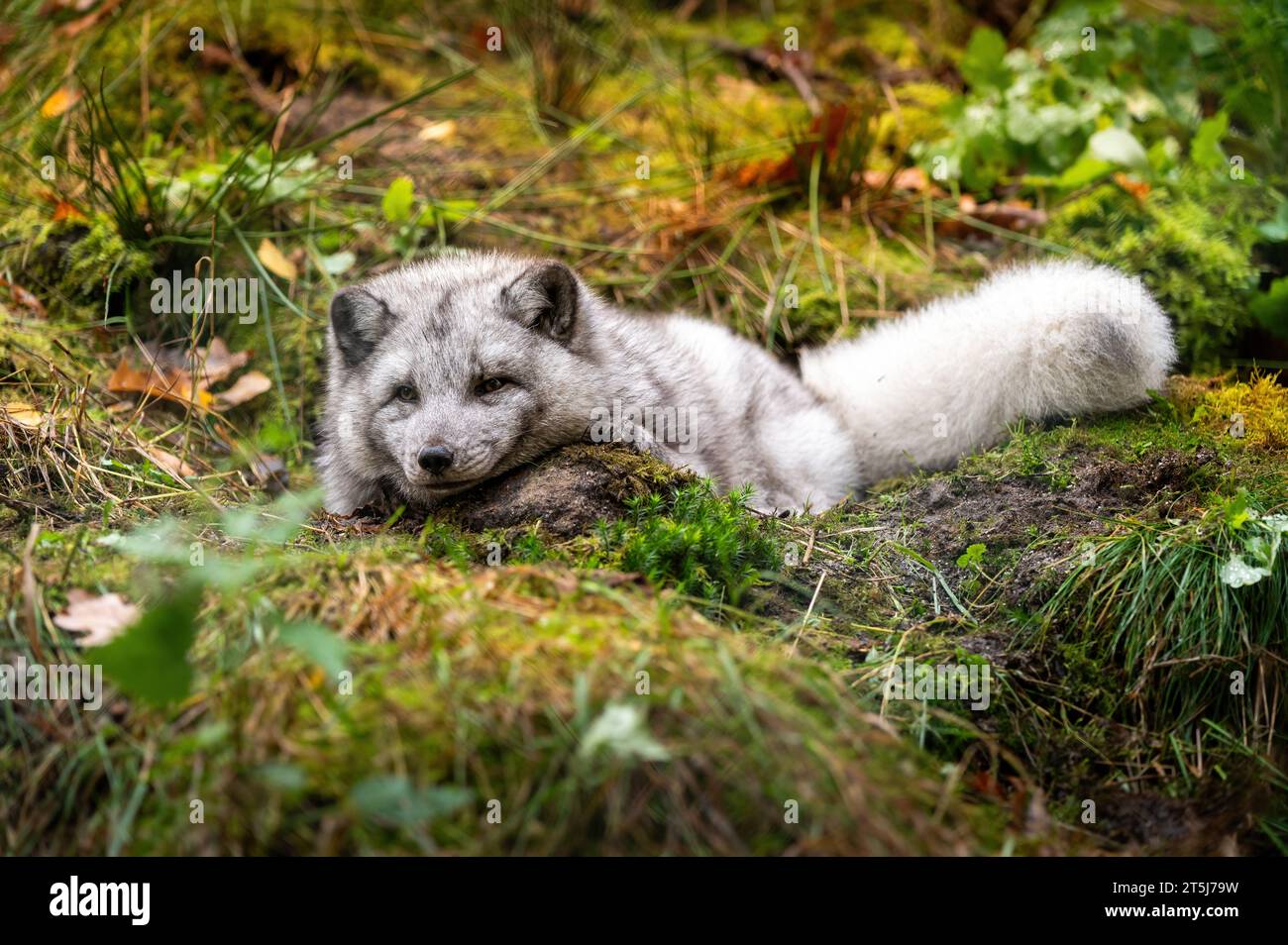 La volpe artica (Vulpes lagopus), nota anche come volpe bianca, volpe polare o volpe della neve, è una piccola volpe che appartiene alla famiglia dei Canidae. Foto Stock