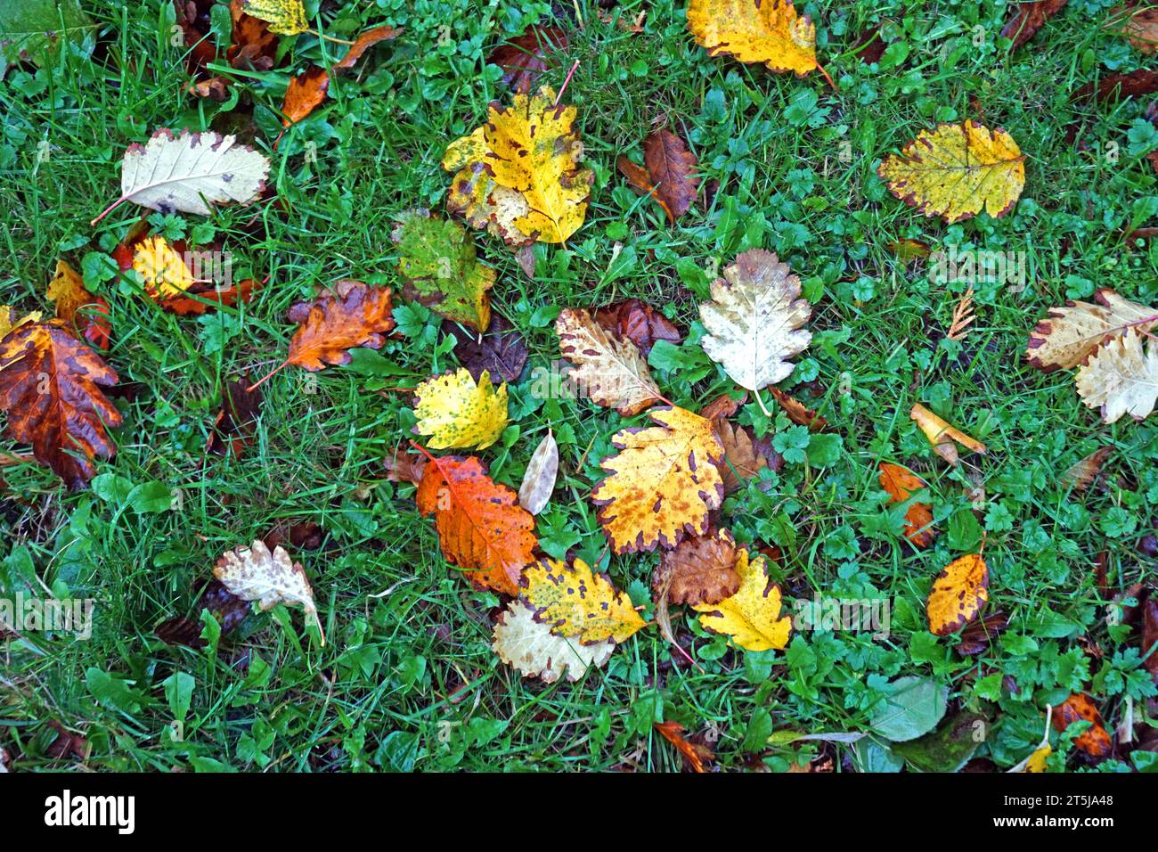 Laubfall im Herbst Das Laub der Schwedischen Mehlbeere zur Herbstzeit am Boden. *** Le foglie cadono in autunno le foglie dell'albero di servizio svedese sul terreno in autunno credito: Imago/Alamy Live News Foto Stock