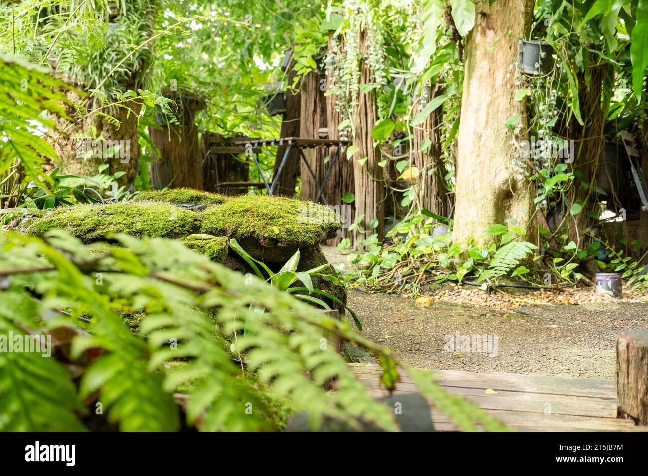 Muschio verde e felce di fogliame lussureggiante in giardino vegetale, foresta pluviale. Foto Stock