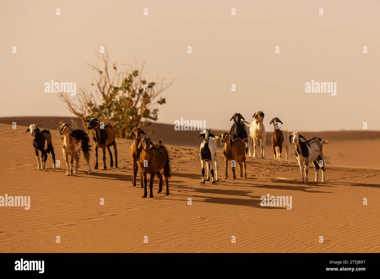 Paesaggi di sabbia nel deserto Foto Stock