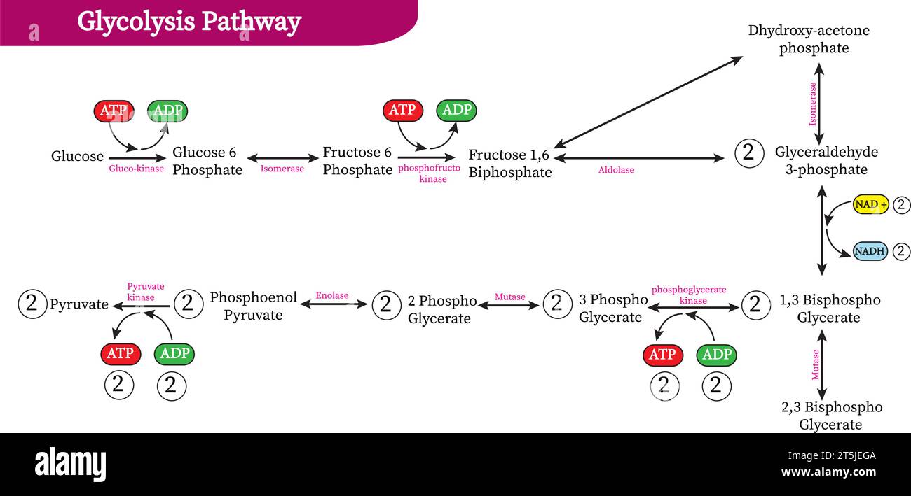 La glicolisi è la via metabolica che converte il glucosio (C6H12O6) in piruvato Illustrazione Vettoriale