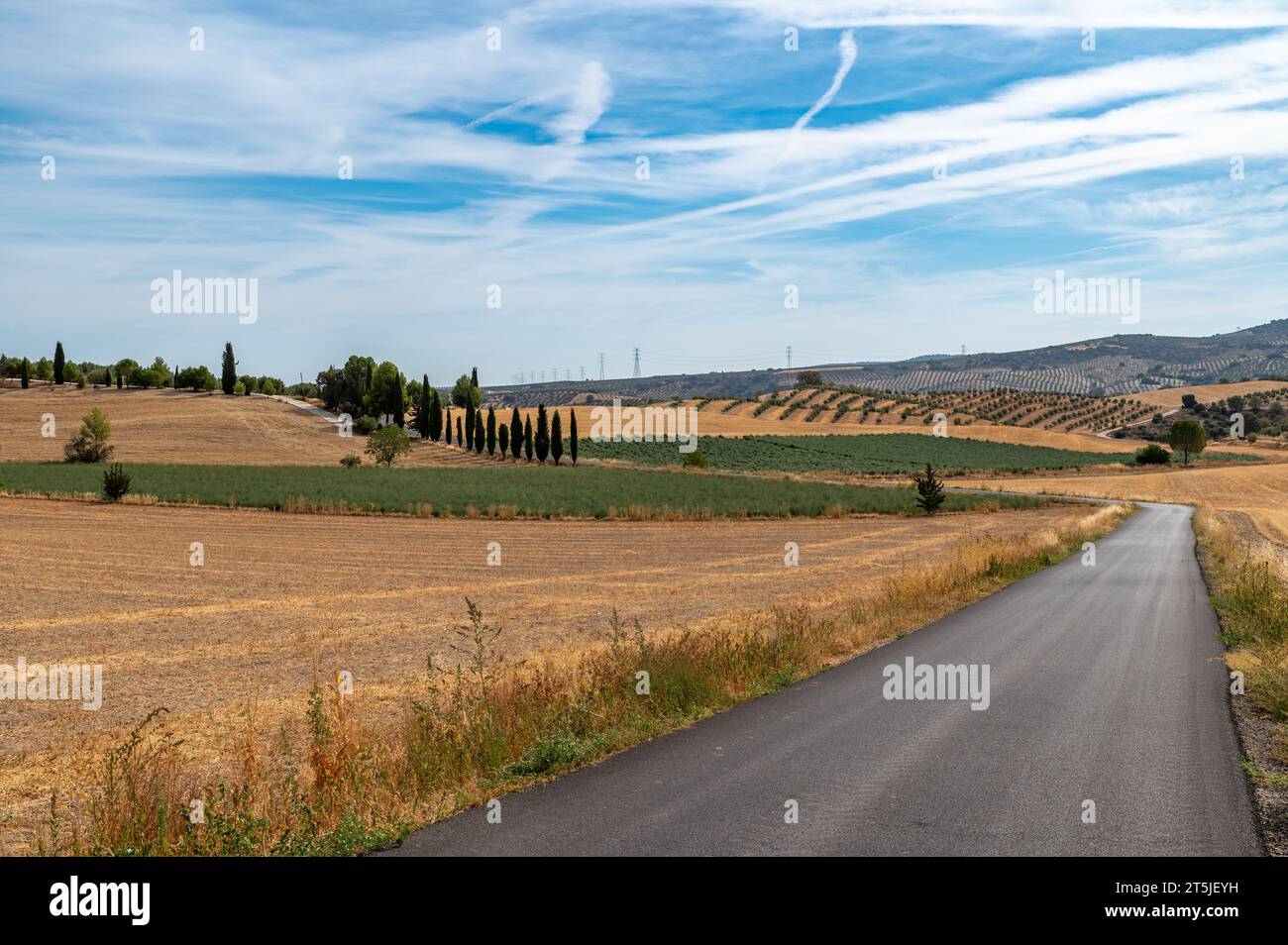 Paesaggio agricolo di campi preparati per la piantagione tra olivi e alcuni cipressi in Andalusia (Spagna) Foto Stock