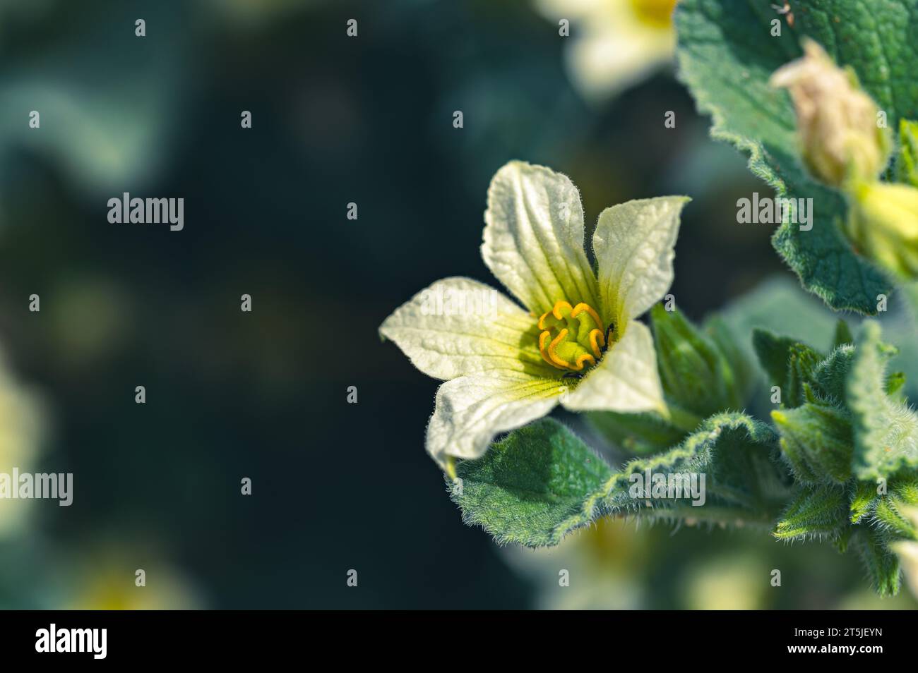 Fiori gialli di un 'Gherkin del diavolo' (Ecballium elaterium) Foto Stock