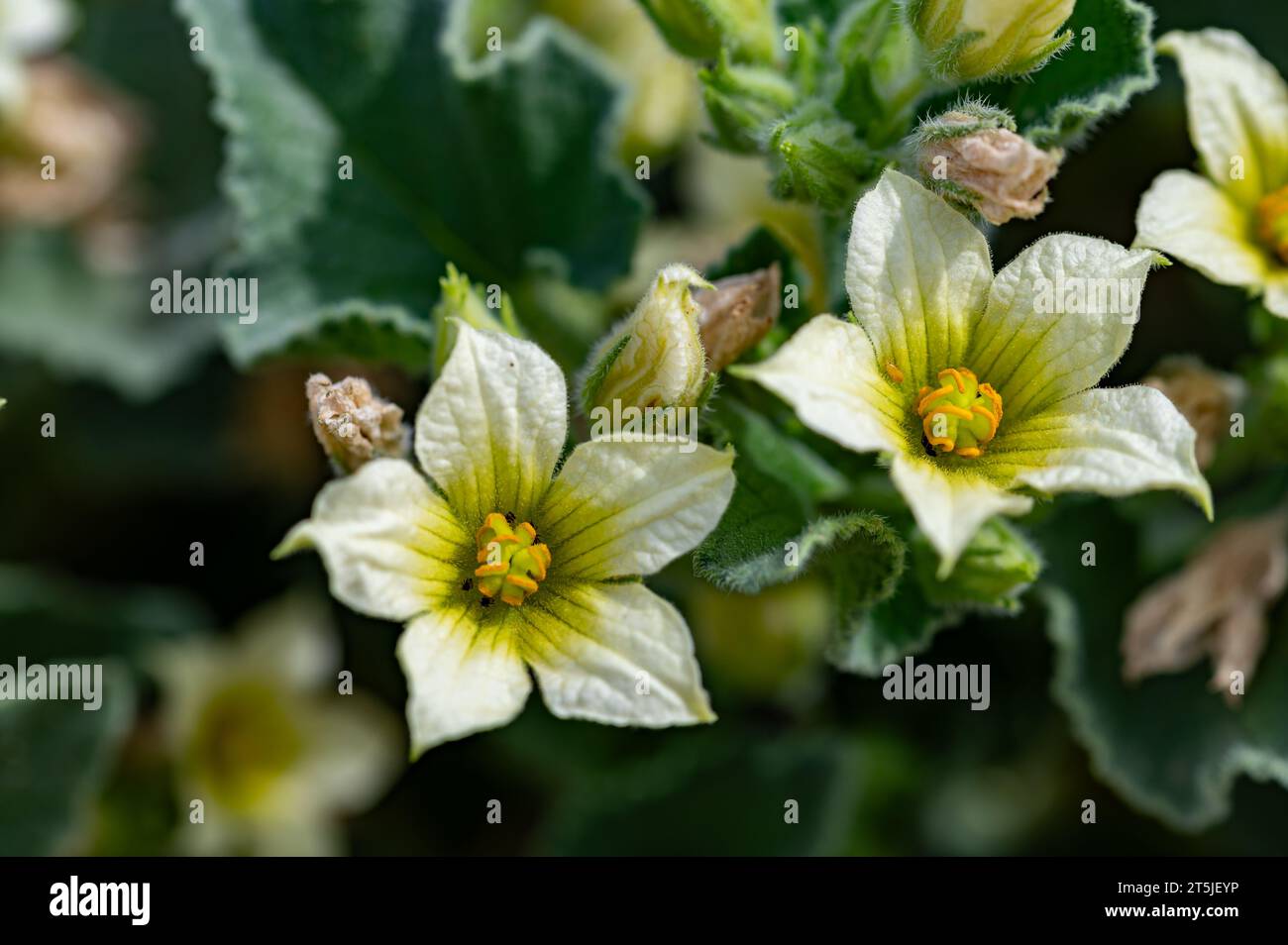 Fiori gialli di un 'Gherkin del diavolo' (Ecballium elaterium) Foto Stock