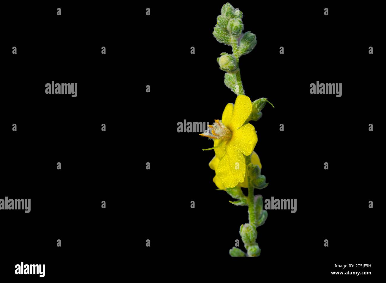 Dettaglio di fiori di verbasco gialli con riflessi arancioni su sfondo nero Foto Stock