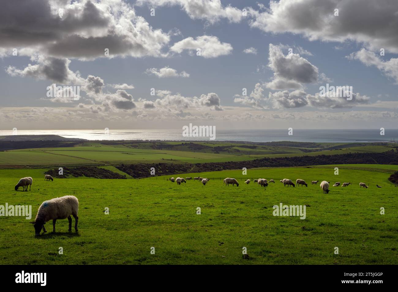 Pecore in un campo sulle South Downs in autunno, nell'East Sussex, in Inghilterra, e una vista sul Canale della Manica. Camminando sulla South Downs Way. Foto Stock