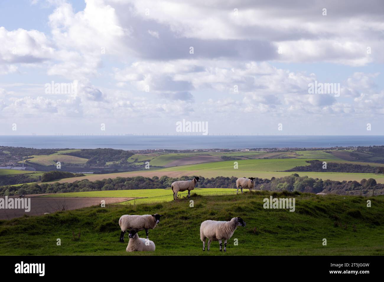 Pecore in un campo sulle South Downs in autunno, nell'East Sussex, in Inghilterra, e una vista sul Canale della Manica. Camminando sulla South Downs Way. Foto Stock