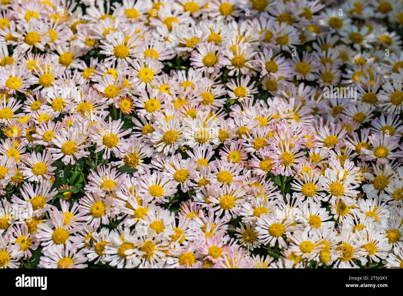CHONGQING, CINA - 5 NOVEMBRE 2023 - Una vista della 25a esposizione d'arte del Chrysanthemum allo zoo di Chongqing a Chongqing, Cina, 5 novembre 2023. Foto Stock CHONGQING, CINA - 5 NOVEMBRE 2023 - Una vista della 25a esposizione d'arte del Chrysanthemum allo zoo di Chongqing a Chongqing, Cina, 5 novembre 2023. Foto Stock