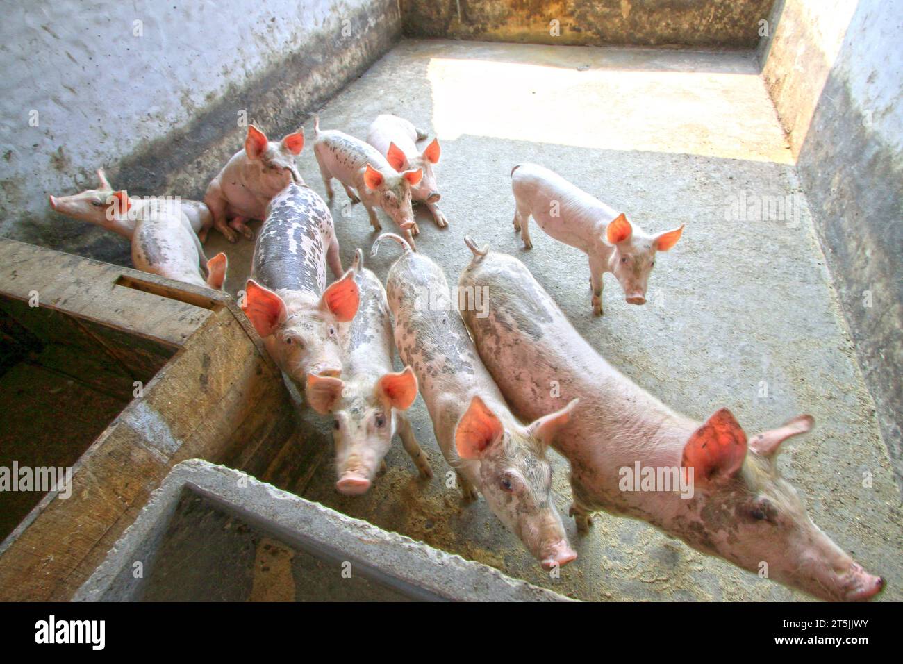 maiali nella fattoria, primo piano della foto Foto Stock