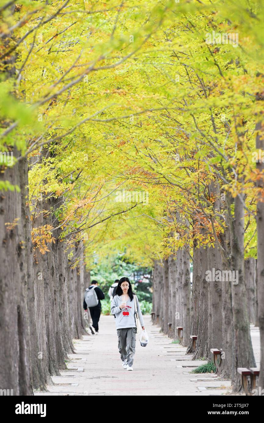 QINGDAO, CINA - 4 NOVEMBRE 2023 - gli studenti universitari camminano tra gli alberi di metasequoia presso la Shandong University of Science and Technology nella costa occidentale N Foto Stock