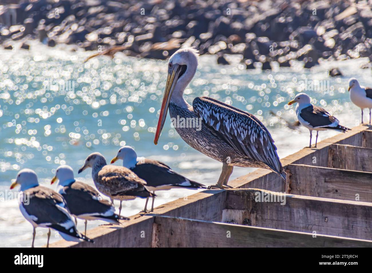 Un solo pellicano attende insieme ai gabbiani nel porto di pescatori di Valparaiso, Cile. Sullo sfondo, l'oceano splende al sole. Foto Stock