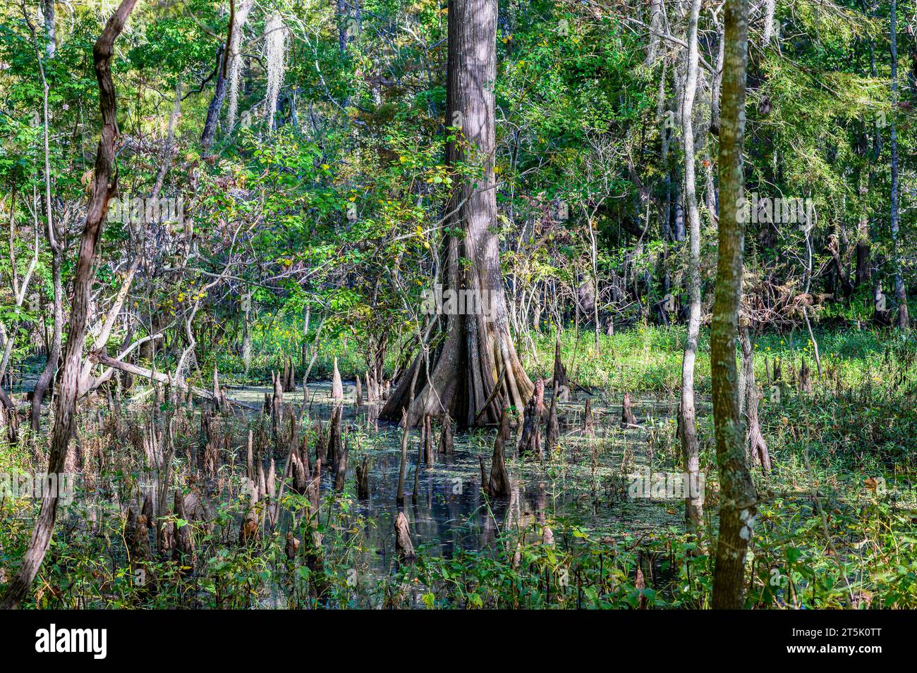 Palude di Baldcypress con ginocchia in acque stagnanti poco profonde nel Lake Fausse Pointe State Park, Louisiana, USA Foto Stock