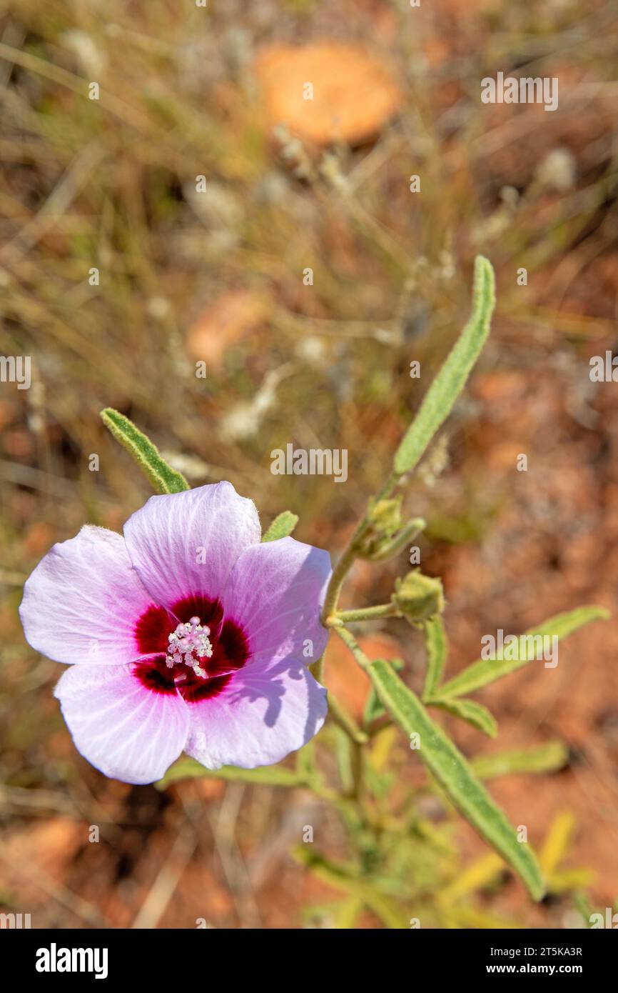La rosa del deserto di Sturt Foto Stock