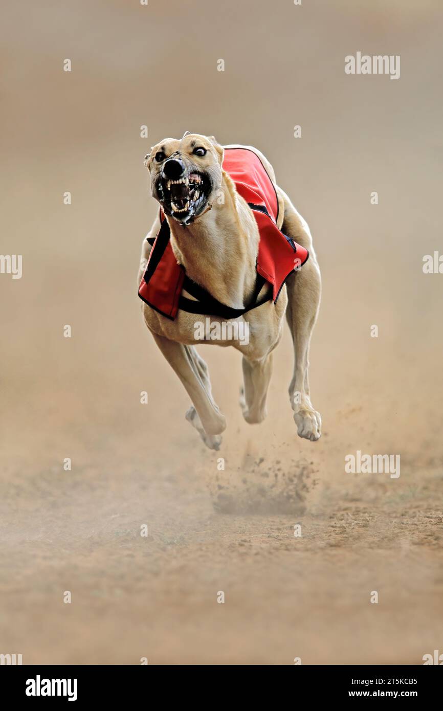 Corsa a levrieri a tutta velocità durante una corsa su pista per cani Foto Stock
