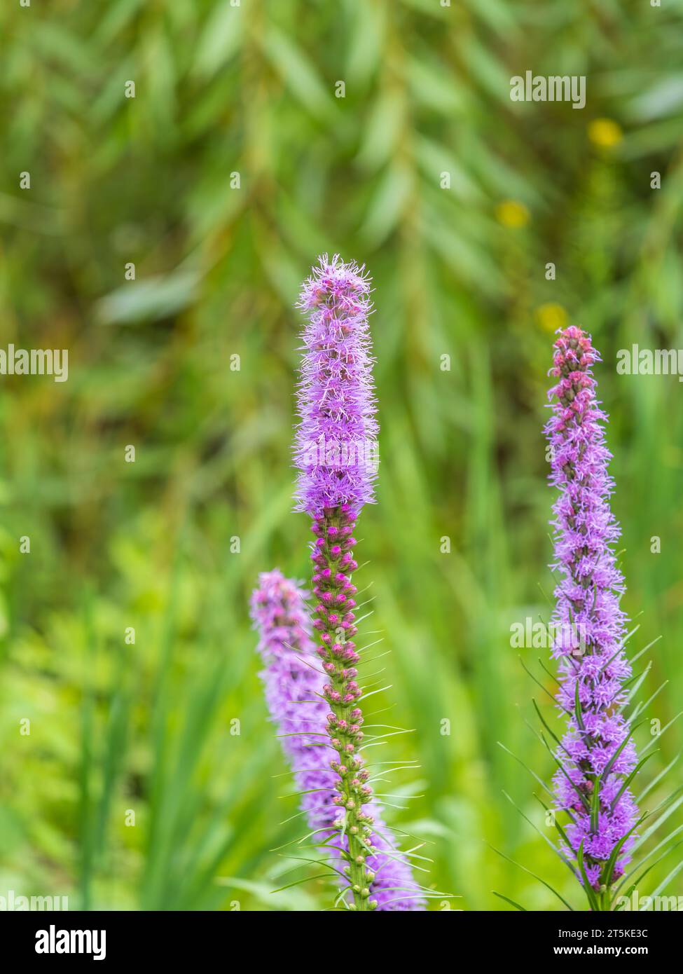 Splendida vista panoramica e astratta delle liatris viola in fiore spicata o del prato di fiori di gayfeather in raggi di sole caldo al tramonto. Wildflower f Foto Stock