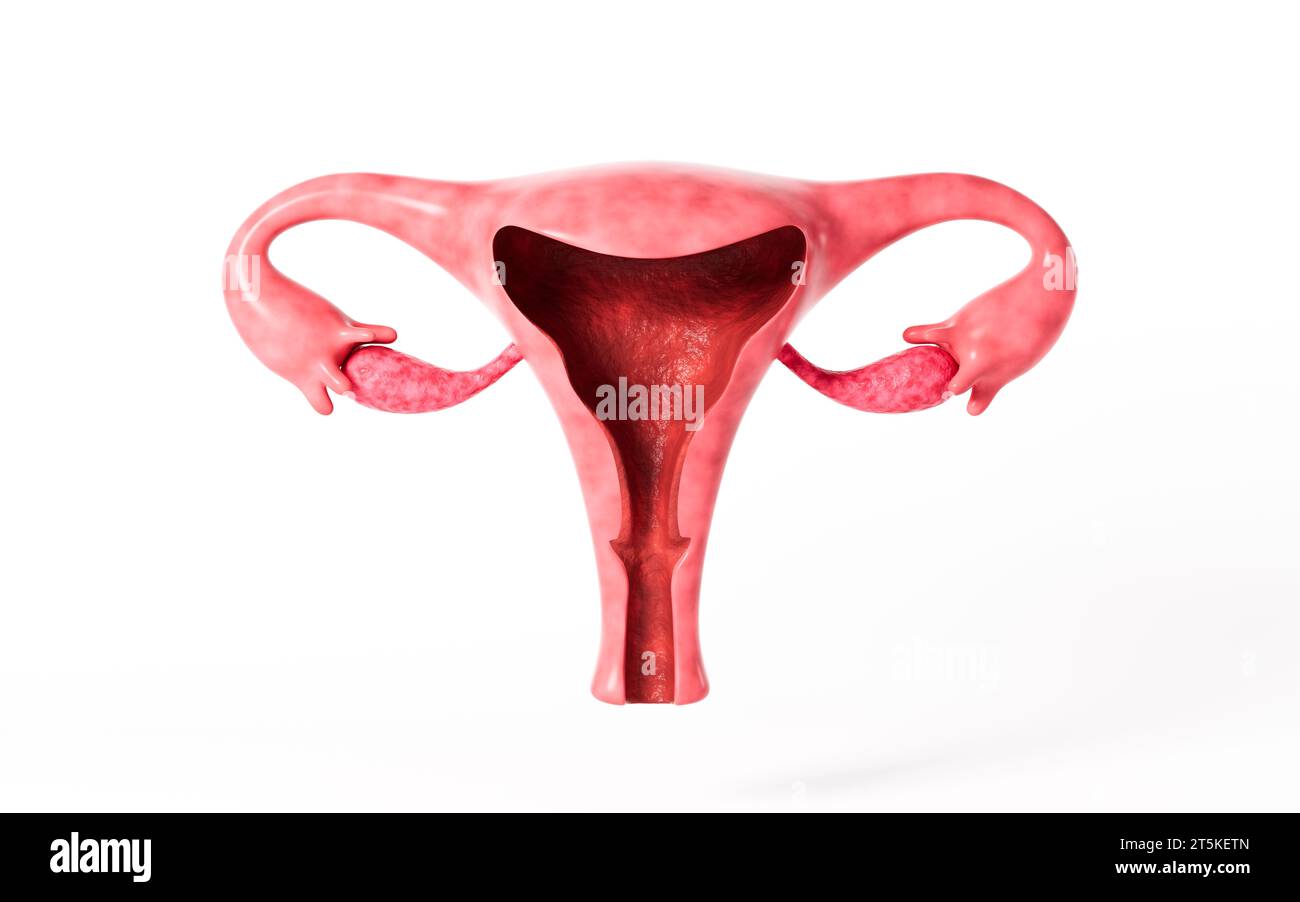 Modello di utero umano, rendering 3D. illustrazione 3d. Foto Stock
