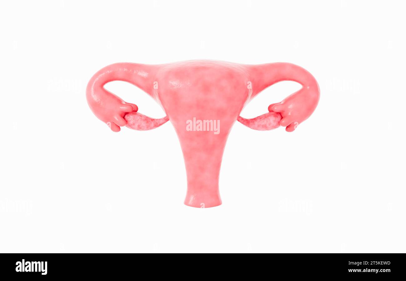 Modello di utero umano, rendering 3D. illustrazione 3d. Foto Stock