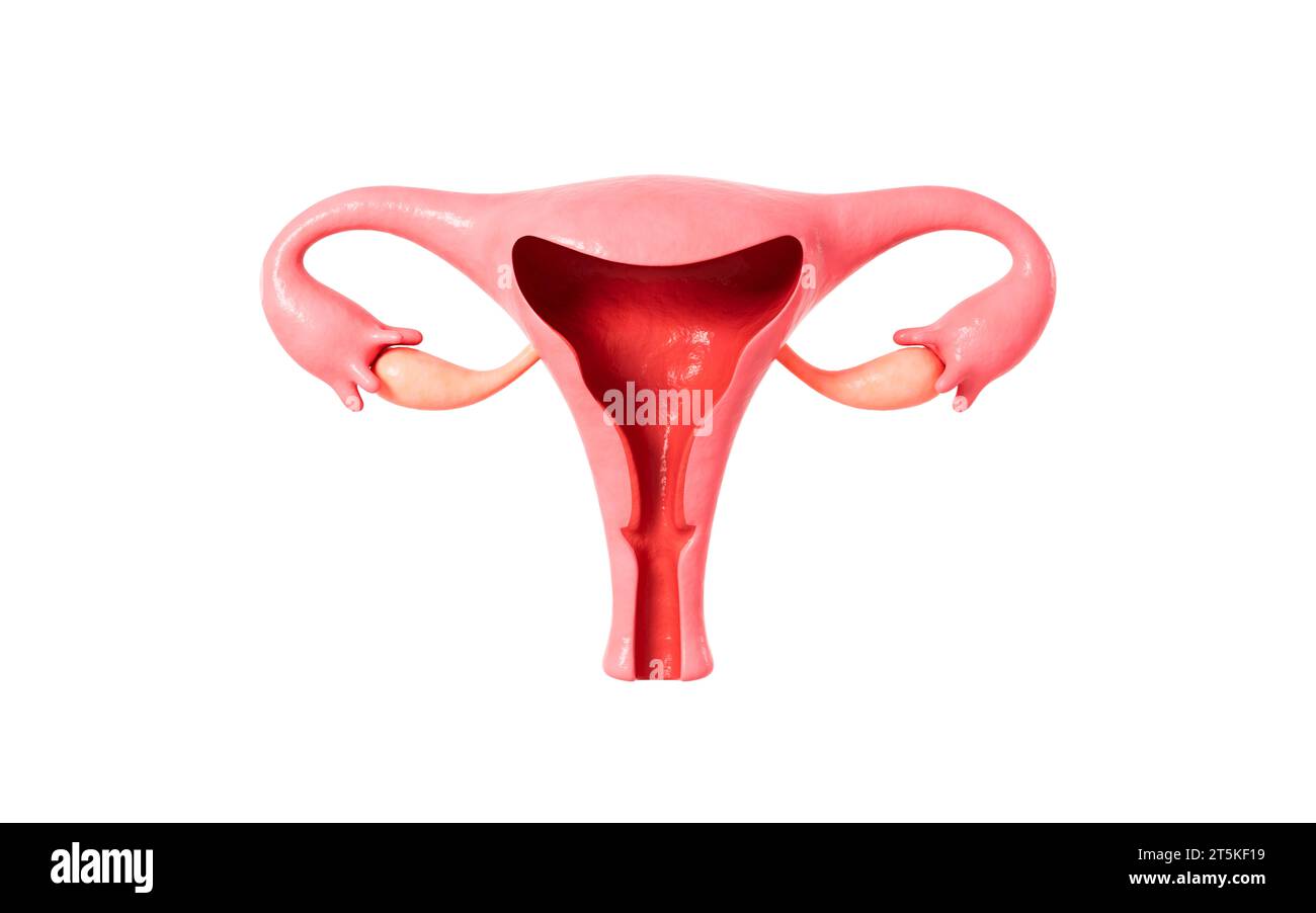 Modello di utero umano, rendering 3D. illustrazione 3d. Foto Stock