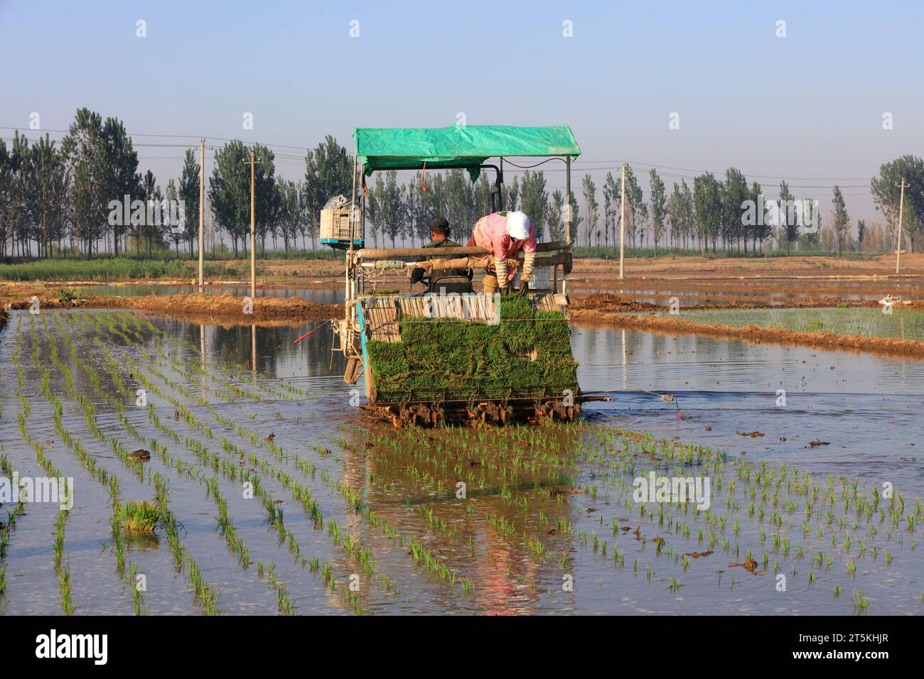 Farmers Mechanized Rice Planting, Luannan County, Hebei Province, Cina Foto Stock