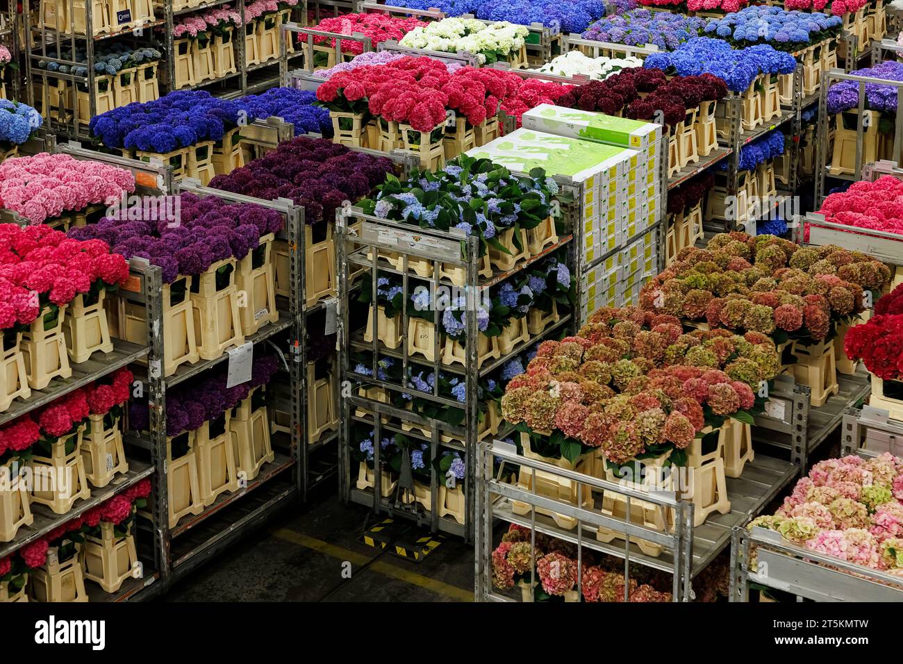 AALSMEER, PAESI BASSI - 6 SETTEMBRE 2022. Aalsmeer Flower Auction è la più grande asta di fiori al mondo; vengono venduti circa 20 milioni di fiori Foto Stock