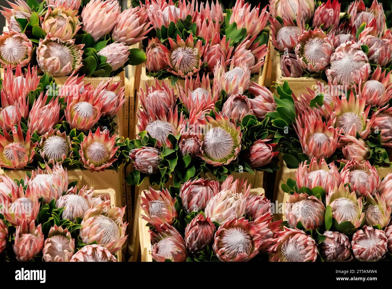 Protea, fiori di miele d'arancia rotondi. Asta di fiori Royal Flora Holland. Foto Stock