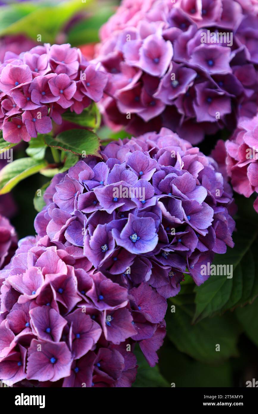 Bellissimo ortensia viola e rosa o fiore di hortensia da vicino. Fioritura dei cespugli macrophylla Hydrangea. Sfondo artistico naturale. Fiore in fiore Foto Stock