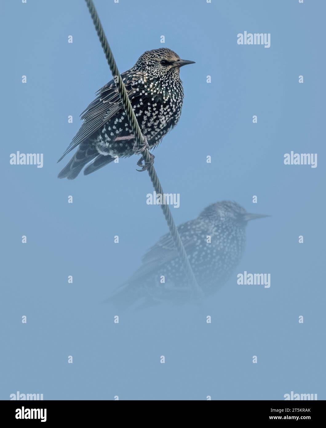 Il comune Starlings Sternus vulgaris si arenò su un filo in attesa di arrivare a una fonte di cibo, North Norfolk, Regno Unito Foto Stock