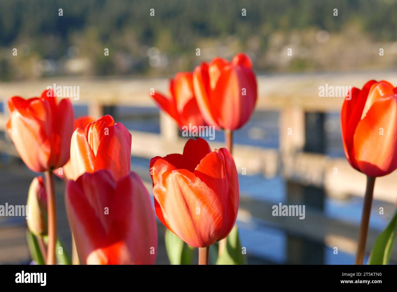 Ravvicinati tulipani sul ponte al Rocky Point Park a Port Moody Foto Stock
