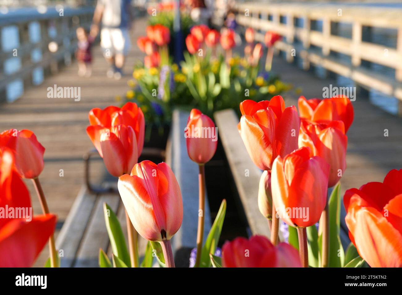 Ravvicinati tulipani sul ponte al Rocky Point Park a Port Moody Foto Stock