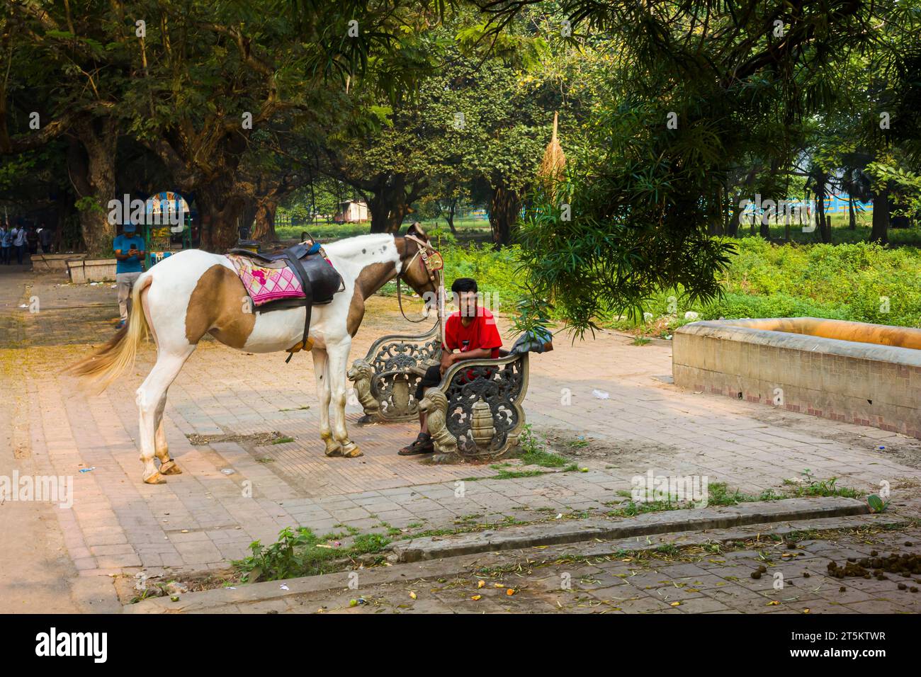 Cavalli riposati nel parco di Calcutta, India Foto Stock