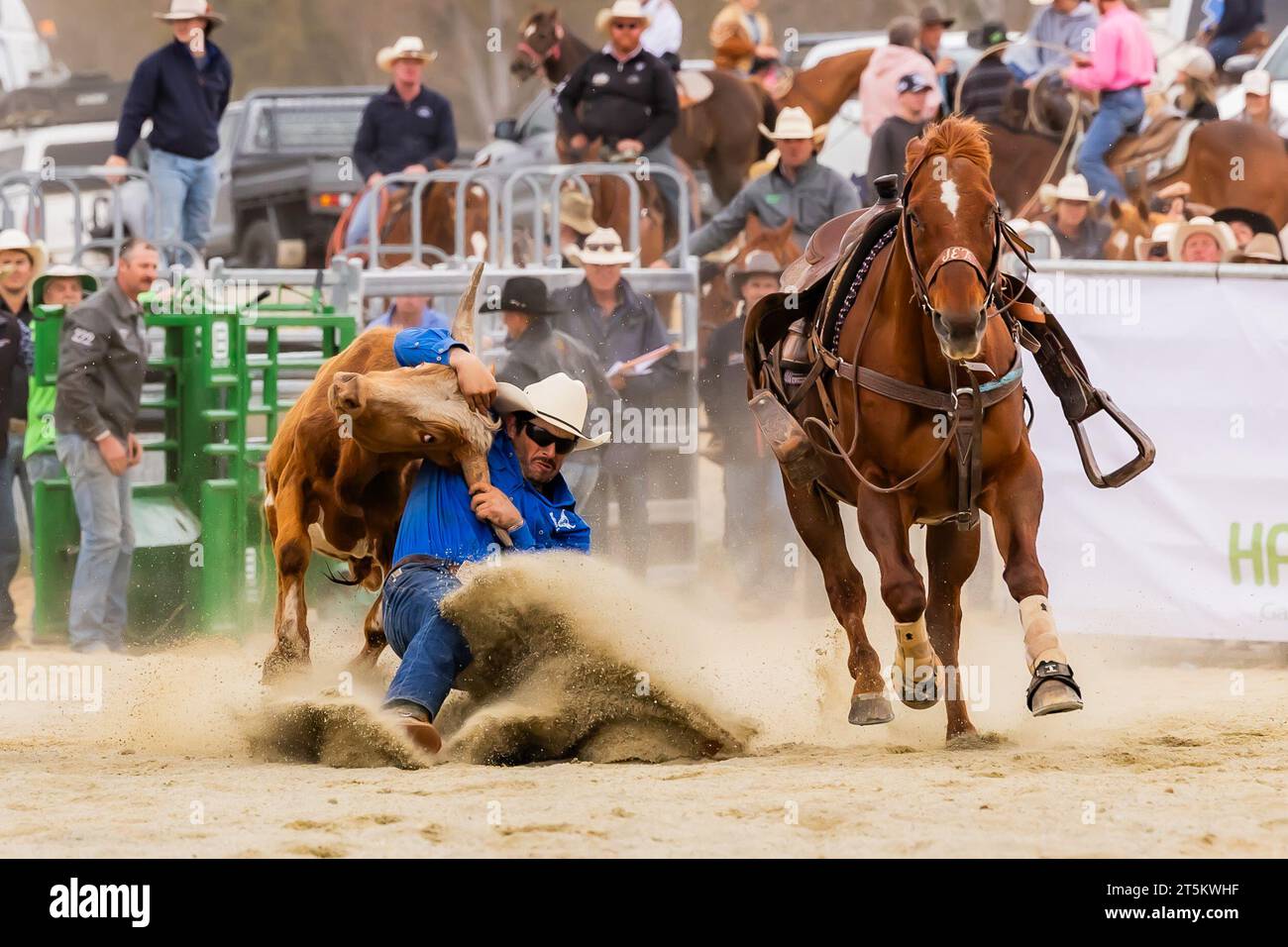 Canberra. 5 novembre 2023. Questa foto scattata il 5 novembre 2023 mostra una scena di gare al Bungendore Rodeo 2023 a Bungendore, Australia. Il Bungendore Rodeo 2023 attrae i migliori concorrenti da tutto il mondo. Crediti: Chu Chen/Xinhua/Alamy Live News Foto Stock