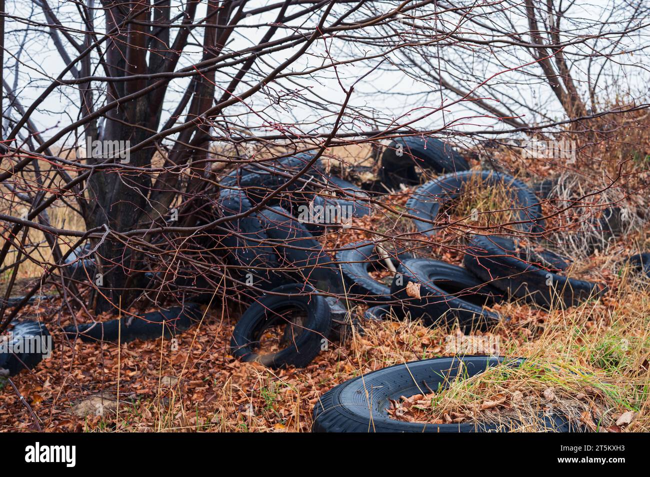 Cumulo di pneumatici vecchi usati tra gli alberi. Riciclare l'inquinamento ambientale problema di spazzatura Foto Stock